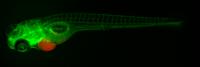 Zebrafish