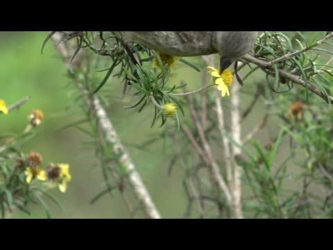 Hybrid Species Could Hold Secret in Darwin's Finches Fight against Parasite
