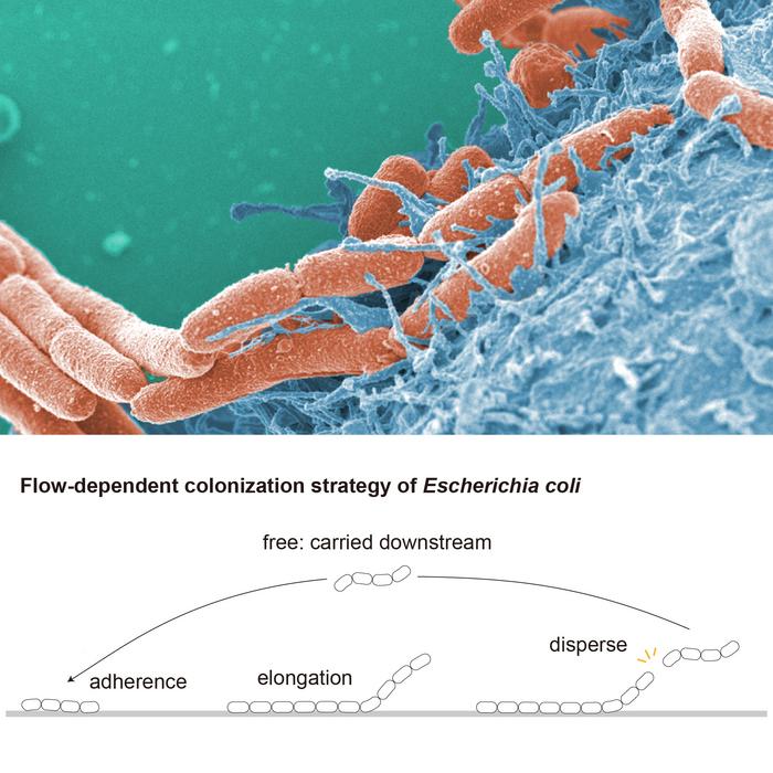 How chain-forming STEC strains of E. coli spread.