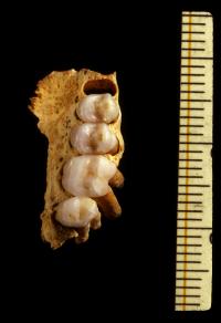Xenothrix Partial Palate