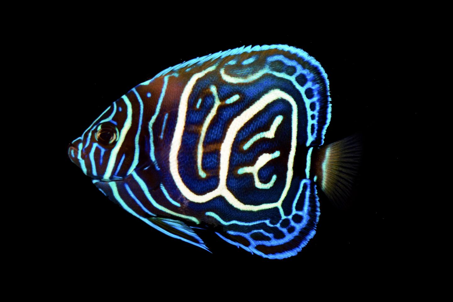 A Juvenile Angelfish Hybrid