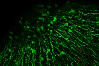 Nerve Cells and Bacteria in Hydra