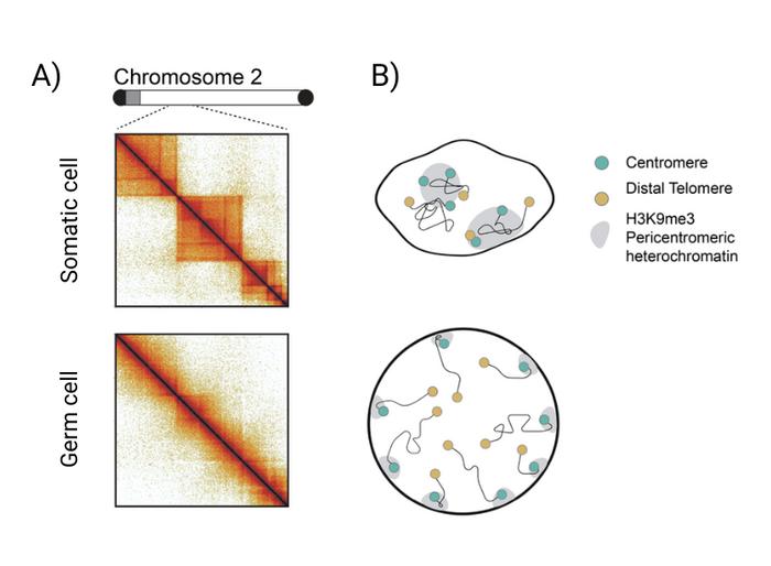 Hi-C analysis and schematic of genome organisation