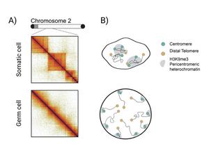 Hi-C analysis and schematic of genome organisation