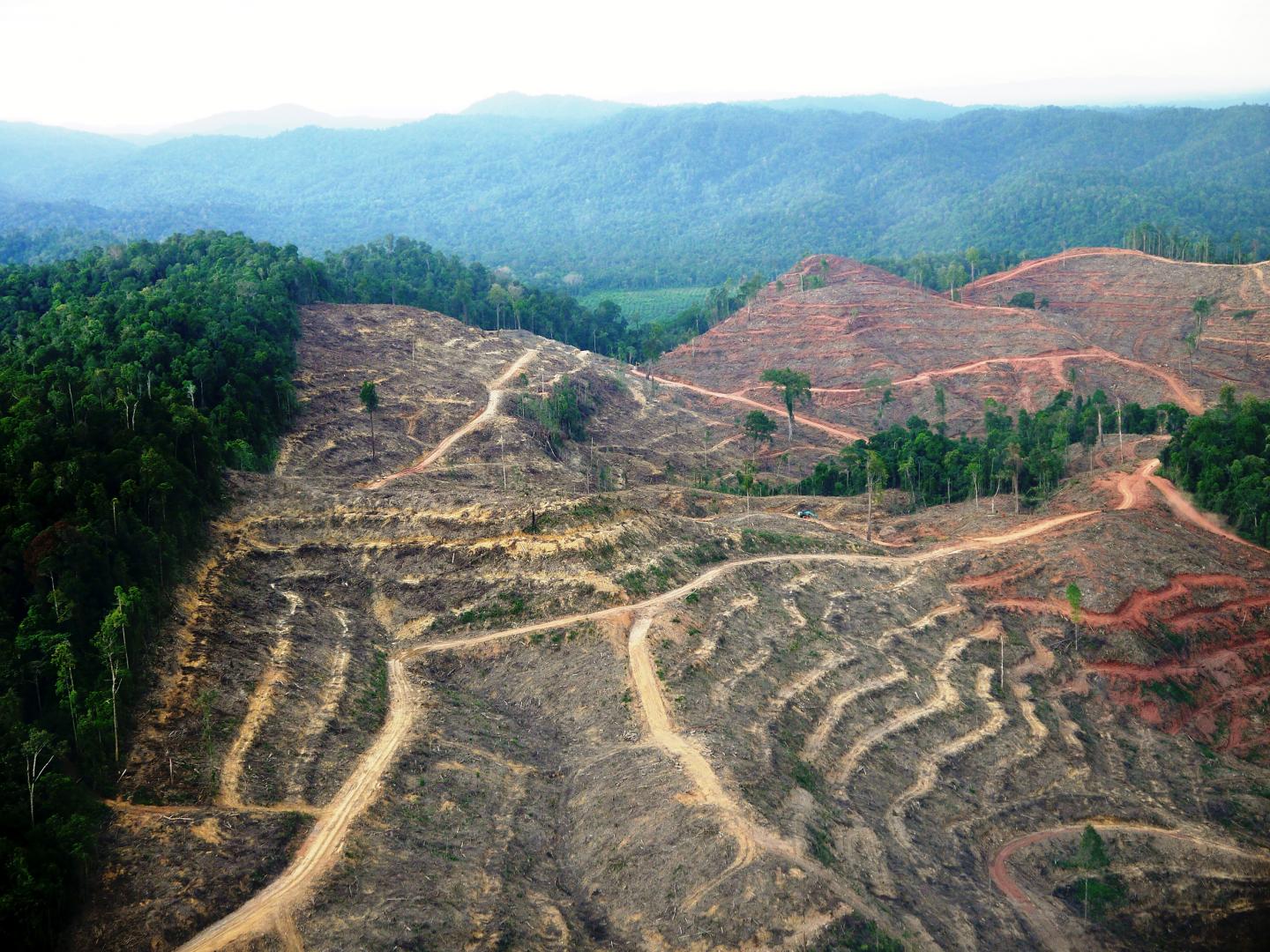 Human-driven Extinction of World's Primates Imminent but Preventable ...