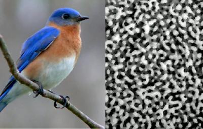 Feather Nanostructures