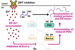 Disruption of zinc homeostasis impairs the redox homeostasis in the ER
