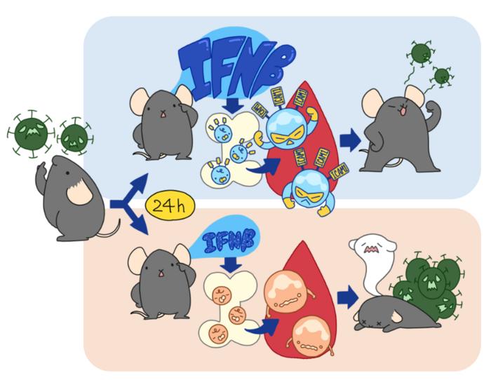 The first 24 hours after a viral infection are critical and can help determine whether a mouse will survive.