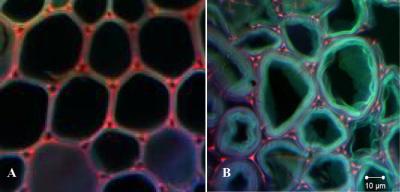 Swollen Cell Walls