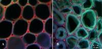 Swollen Cell Walls