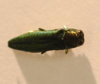 Emerald Ash Borer