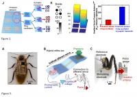 Braille Reading Using An Artificial Mechanosensory Nerve
