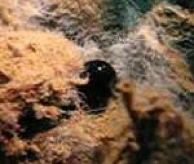 Bubble of Oil Oozing From the Ocean Floor