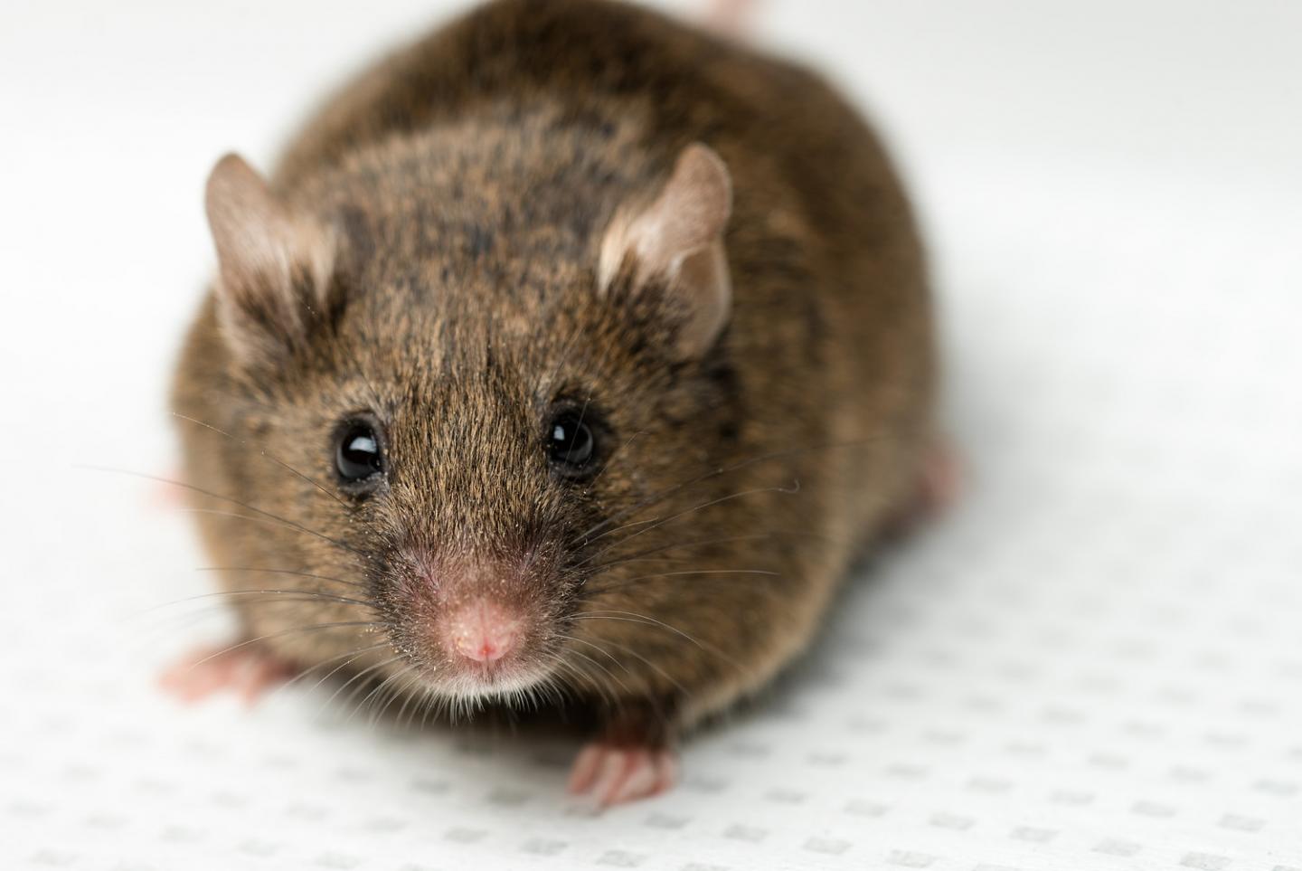 The Laboratory Mouse