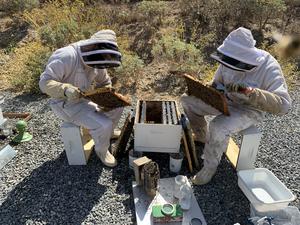 Researchers in beekeeping suits