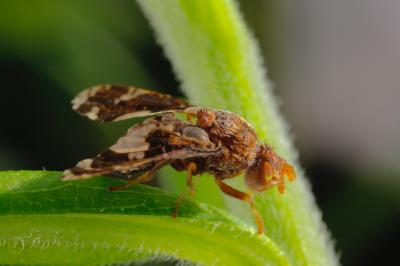Gall Inducing Fly