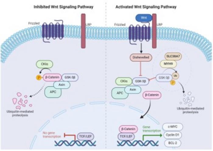 Proposed model of SLC38A7-mediated activation of Wnt/β-catenin signaling in gastric cancer