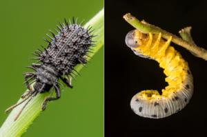 Arthropod impacts