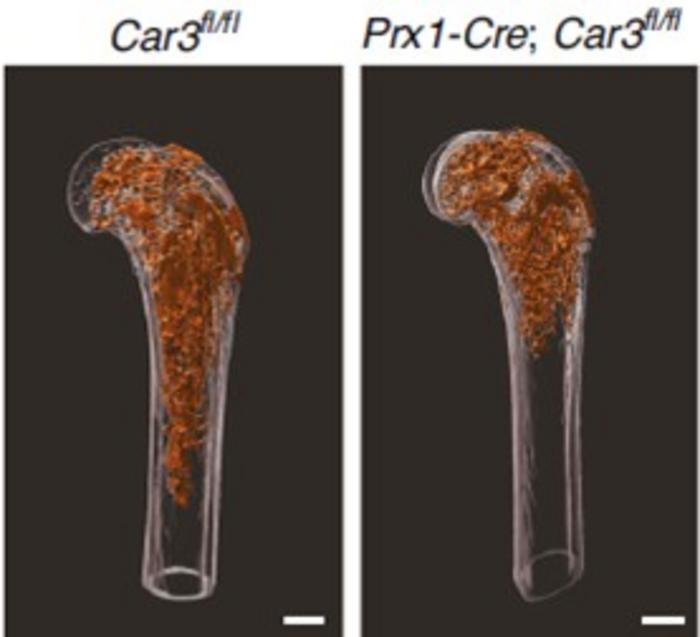 Carbonic anhydrase 3 (CAR3) promotes bone formation and regeneration.