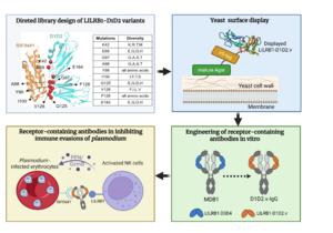 New Strategy Developed to Engineer High-Affinity Receptor-Containing Antibodies Against Malaria