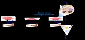 An overview diagram of the study results