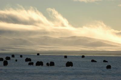 Arctic Tundra