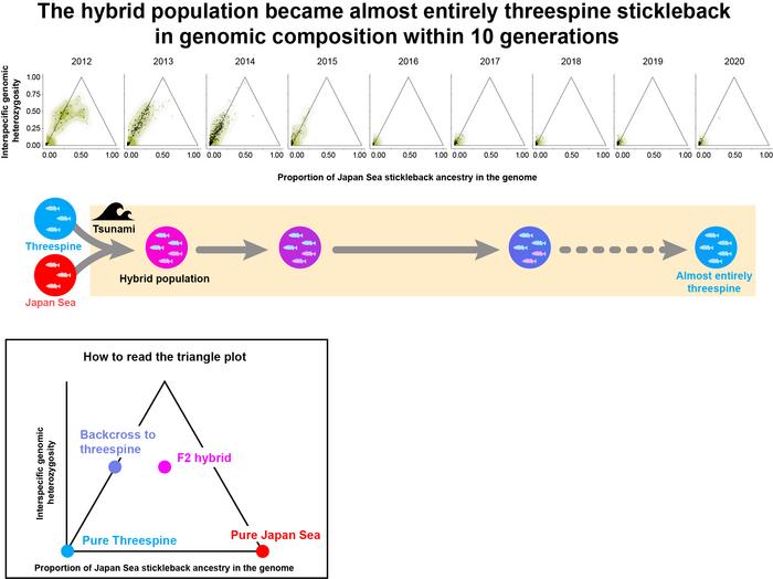 Changes in genomic composition of the hybrid population