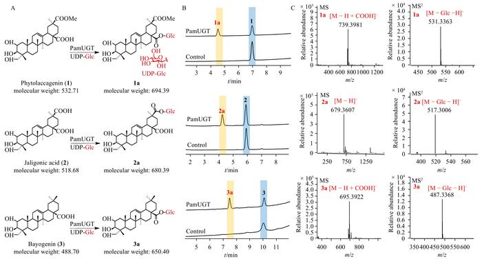 Identification and characterization of a promiscuous pentacyclic triterpenoid O-glycosyltransferase from Phytolacca americana