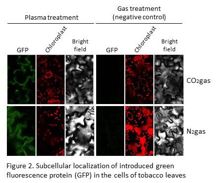 Subcellular Localization of Introduced Green Fluorescence Protein (Gfp) in the Cells of Tobacco Leav
