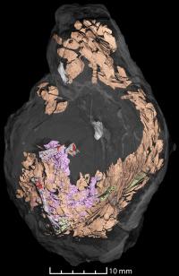 Coprolite with Fish Remains