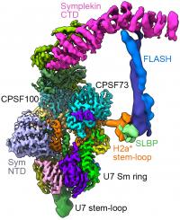 Histone mRNA Three-Prime (3') End-Processing Machine