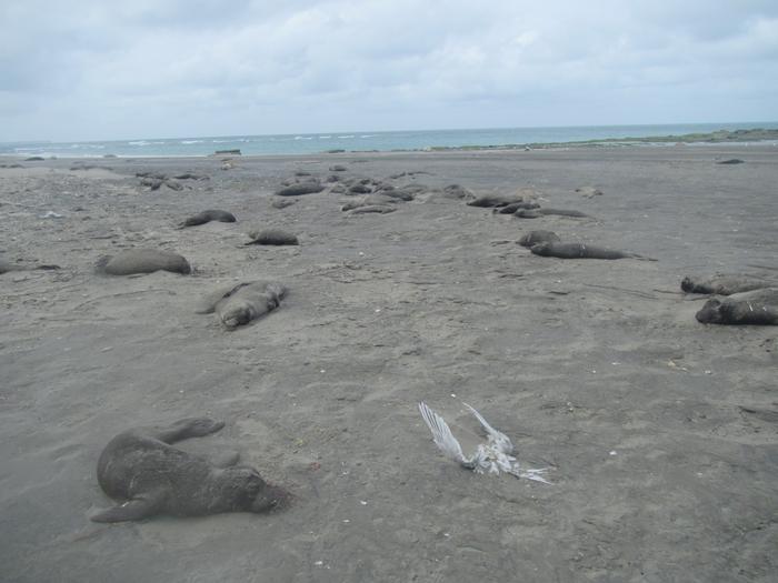 Elephant seal carcasses in Argentina during 2023 H5N1 outbreak