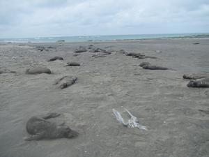Elephant seal carcasses in Argentina during 2023 H5N1 outbreak