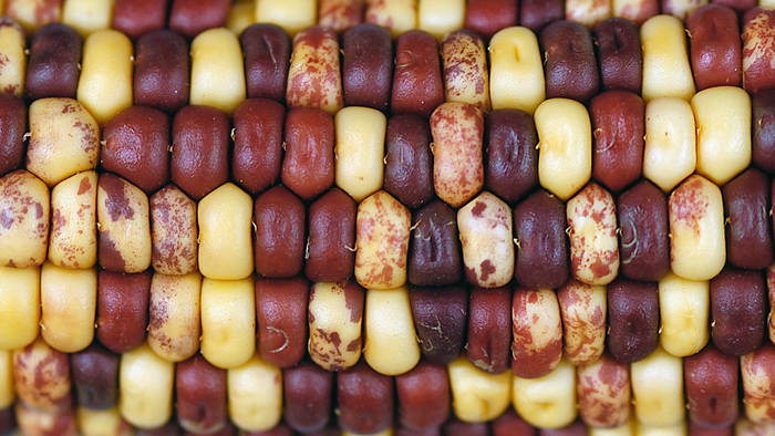 McClintock Corn