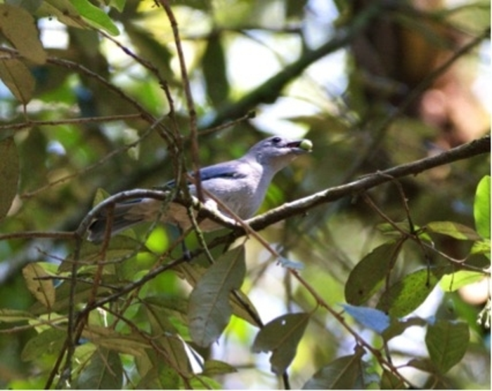 Birds and seeds