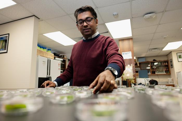 Rupesh Kariyat - Insect Herbivory Variability: Petri dishes