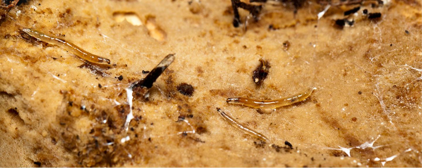 Goi&aacute;s Fungus