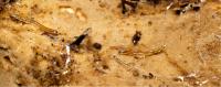 Goi&aacute;s Fungus