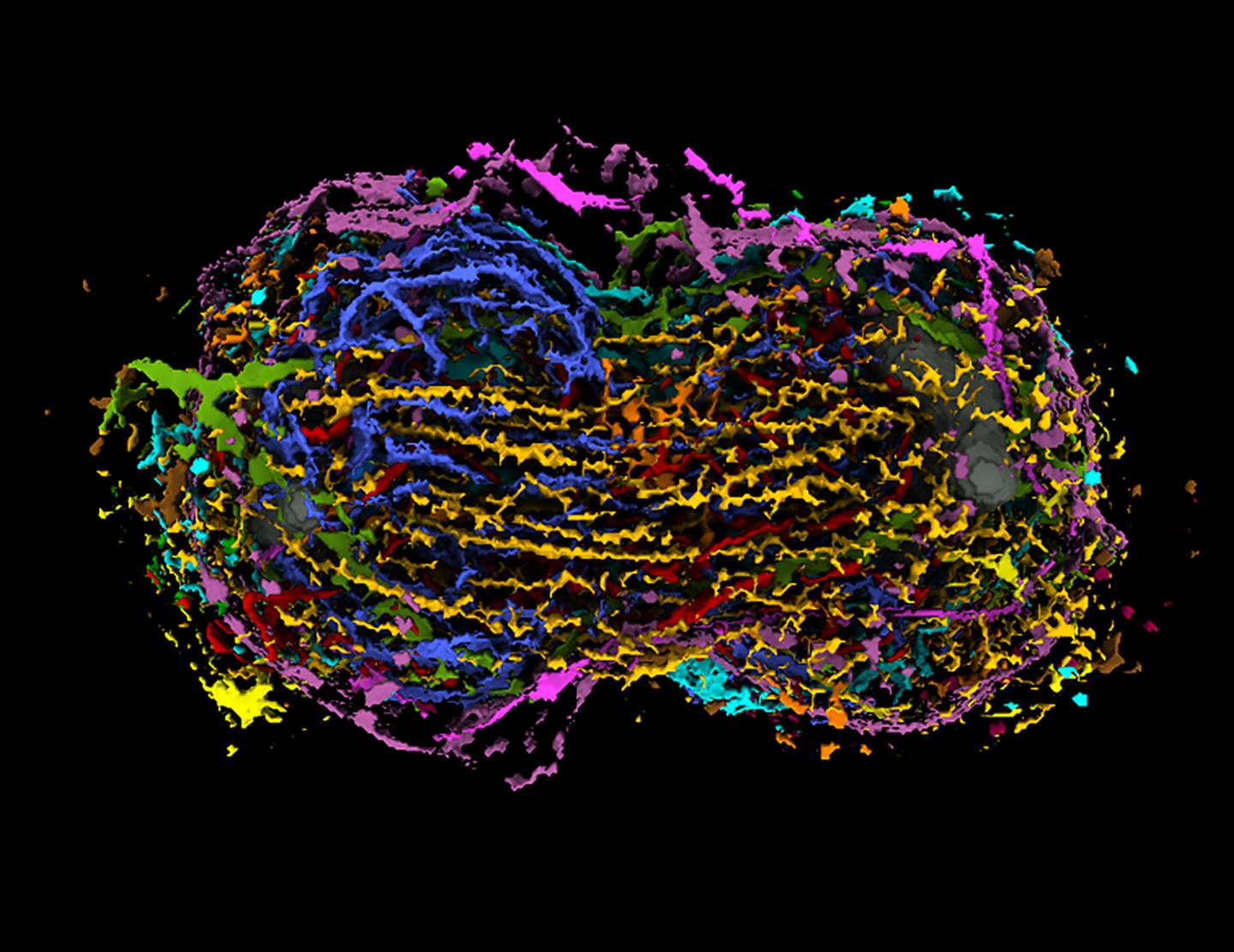 Anaphase Cell
