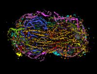 Anaphase Cell