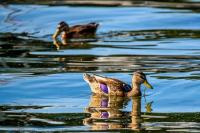 Mallard
