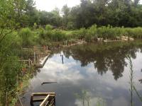 Wetland Flooding