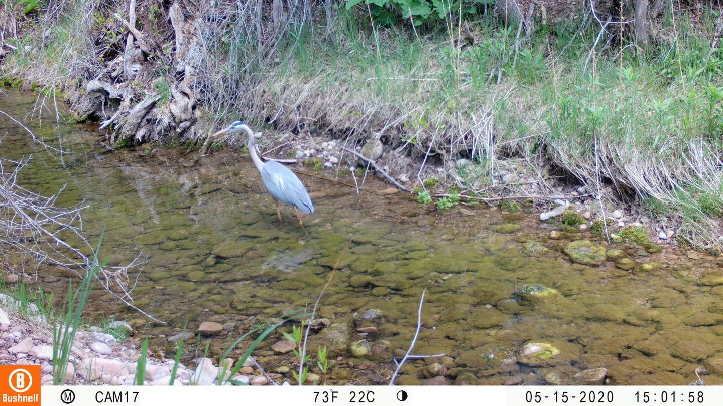 Great Blue Heron