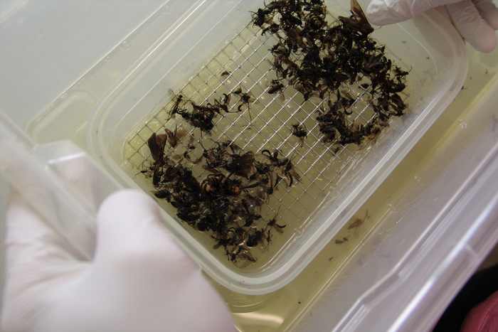 Insect sample