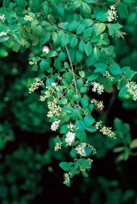 Chinese Privet