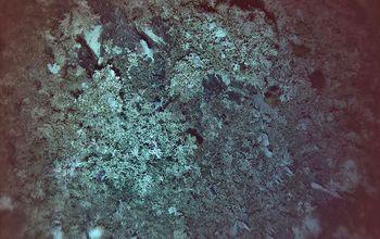 Coral Reefs