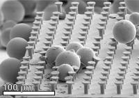 Glass Spheres among Microhairs