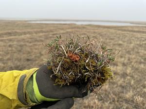 Ectomycorrhizal mushrooms in a chunk of tundra vegetation.