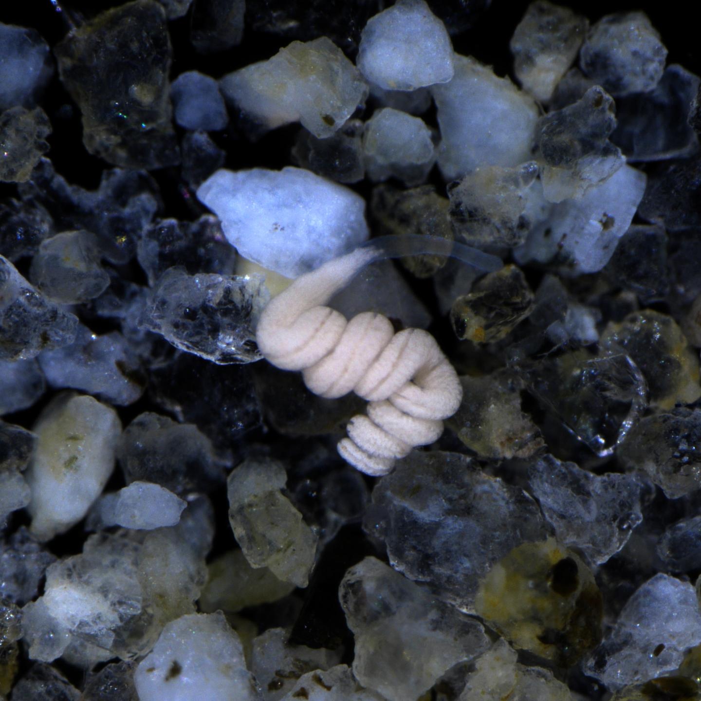 The Marine Flatworm Paracatenula