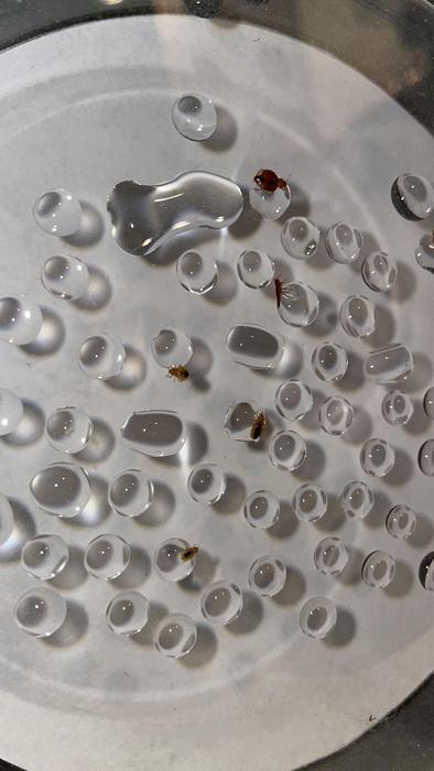 bed bugs and water
